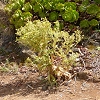 Plants: image 49 Of 62 Thumb